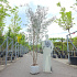 250 tot 300 cm hoog, meerstammig, in pot