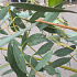 250 tot 300 cm hoog, meerstammig, in pot