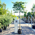 hoogstam leiboom, stamomtrek 14-16 cm, rek 150x120cm, in pot