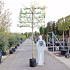 hoogstam leiboom, stamomtrek 14-16 cm, rek 150x120cm, in pot
