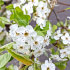 hoogstam leiboom, stamomtrek 14-16 cm, rek 150x120cm, in pot