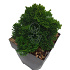 20 tot 25 cm hoog, pot 2 liter
