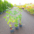 50 tot 60 cm hoog, pot 3 liter