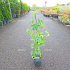 50 tot 60 cm hoog, pot 3 liter
