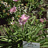Stokesia laevis