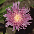 Stokesia laevis