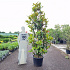 175 tot 200 cm hoog, pot 50 liter