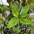 175 tot 200 cm hoog, pot 50 liter