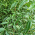 solitaire plant, 150 tot 175 cm hoog, in pot