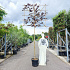leiboom stam 190 cm hoog en omtrek 10-12cm, rek 150x120cm, in pot