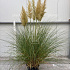 solitaire plant, pot 35 liter