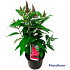 Pot 5 liter