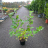 60 tot 80 cm hoog, pot 7.5 liter