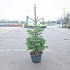 125 tot 150 cm hoog, pot 40 liter