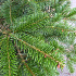 125 tot 150 cm hoog, pot 40 liter