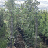 250 tot 300 cm hoog, pot 50 liter