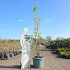 250 tot 300 cm hoog, pot 50 liter