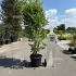 250 tot 300 cm hoog, pot 80 liter