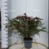 60 tot 80 cm hoog, pot 12 liter