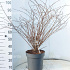 60 tot 80 cm hoog, pot 12 liter