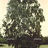 300 tot 350 cm hoog, meerstammig, draadkluit