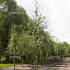hoogstamboom, stamomtrek 14-16 cm, draadkluit