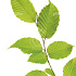 Quick Hedge Haagelement 100cm lang x 200cm hoog
