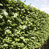 Quick Hedge Haagelement 100cm lang x 200cm hoog