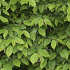 Quick Hedge Haagelement 100cm lang x 200cm hoog