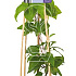 50 tot 60 cm hoog, pot 2 liter