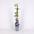 50 tot 60 cm hoog, pot 2 liter