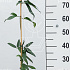 80 tot 100 cm hoog, pot 2 liter