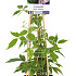 50 tot 60 cm hoog, pot 2 liter