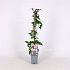 50 tot 60 cm hoog, pot 2 liter
