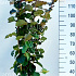 125 tot 150 cm hoog, pot 12 liter