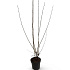 125 tot 150 cm hoog, pot 12 liter