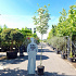 hoogstamboom, stamomtrek 10-12 cm, in pot