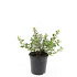 pot 1.5 liter, leverbaar