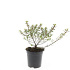 pot 1.5 liter, leverbaar