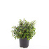 pot 1.5 liter, leverbaar