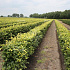 Quick Hedge Haagelement 100cm lang x 80cm hoog