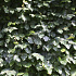 Quick Hedge Haagelement 100cm lang x 80cm hoog
