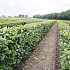 Quick Hedge Haagelement 100cm lang x 120cm hoog