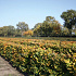 Quick Hedge Haagelement 100cm lang x 150cm hoog