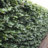 Quick Hedge Haagelement 100cm lang x 200cm hoog