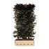 Quick Hedge Haagelement 100cm lang x 200cm hoog