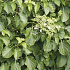 Quick Hedge Haagelement 100cm lang x 180cm hoog