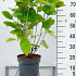Pot 7.5 liter