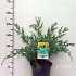 30 tot 40 cm hoog, pot 3 liter