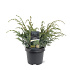 30 tot 40 cm hoog, pot 3 liter